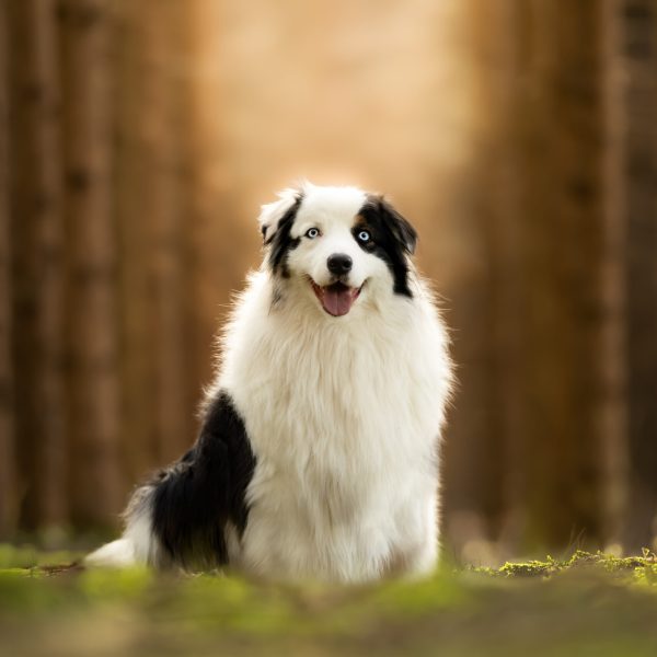 Animaux